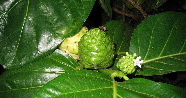 morinda noni plant