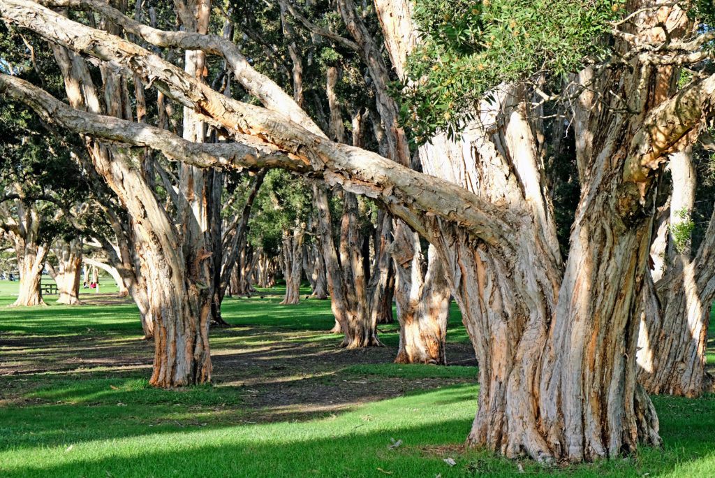 melaleuca trees aka paperbark trees australia