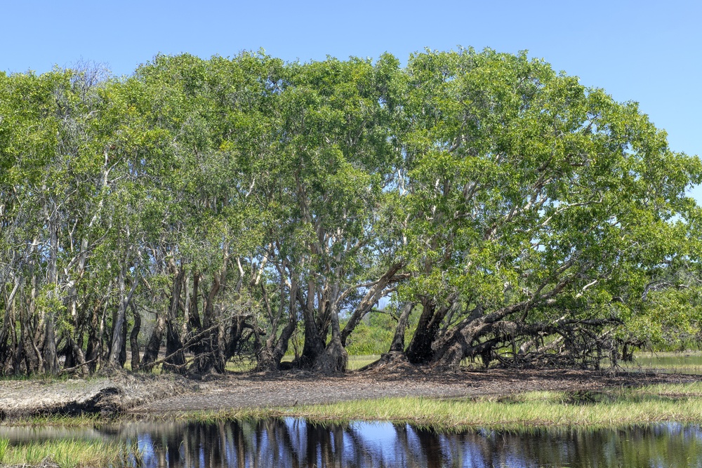 melaleuca trees forest