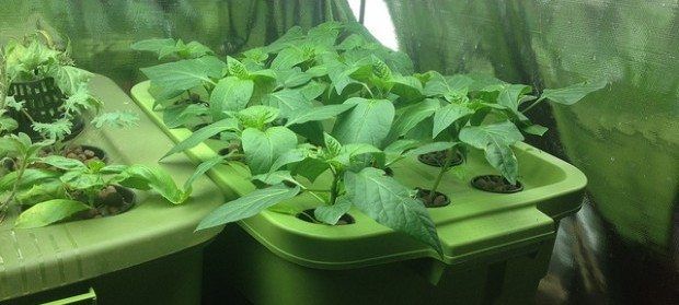 hydroponics grow room