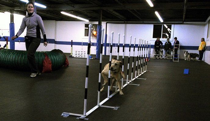 Dog doing a running skills training