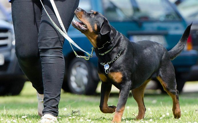 Rottweiler walking on a leash