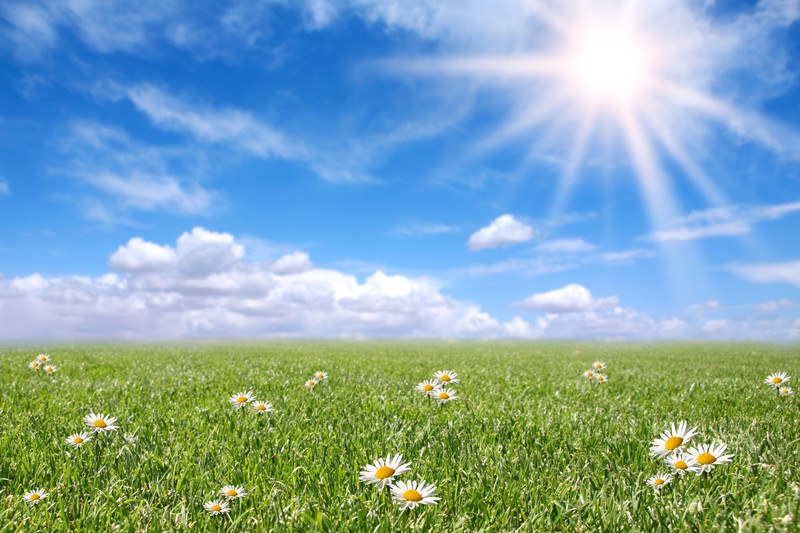 Photograph of a green field with daisies under a bright blue sky.