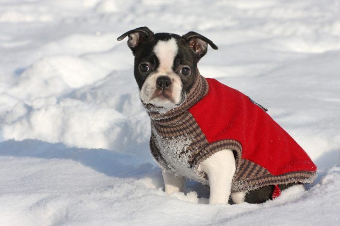 boston terrier puppy in the snow for best pet affiliate programs
