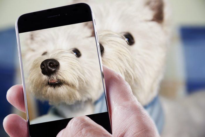 photo of a small white dog on a smartphone representing dog affiliate programs