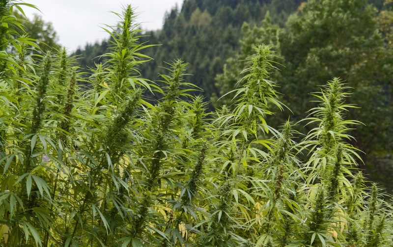 full grown hemp field