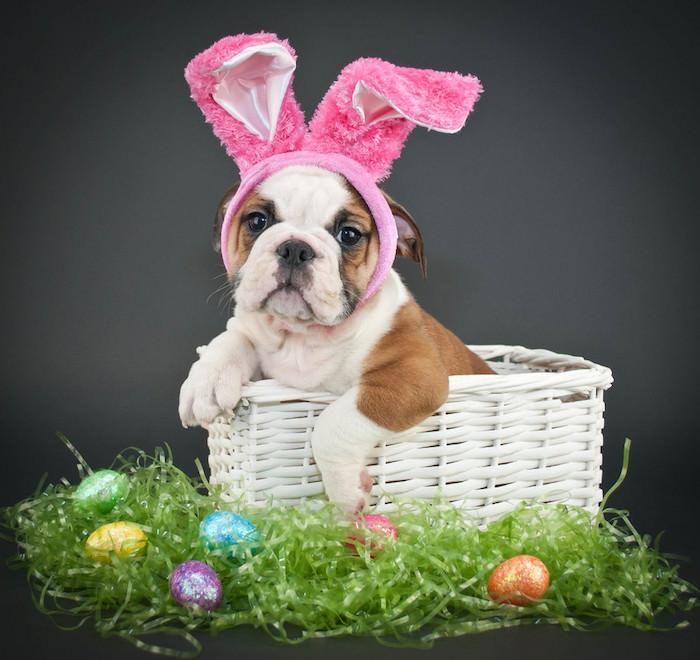 cute puppy with rabbit ears in a basket and colorful eggs representing easter affiliate programs