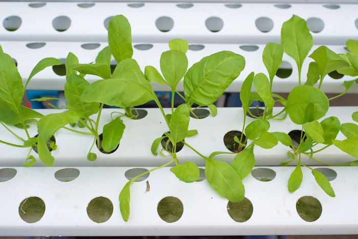 close up photo of seedlings growing from hydroponics system that can be used for food or cannabis