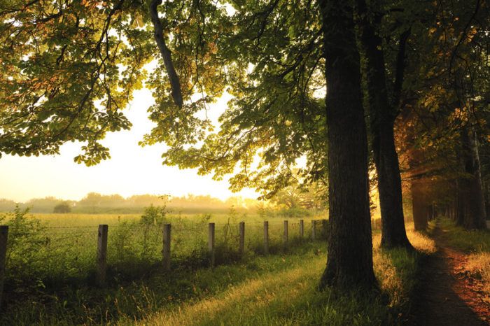 tree lined old road with a cowboy fence and sunlight