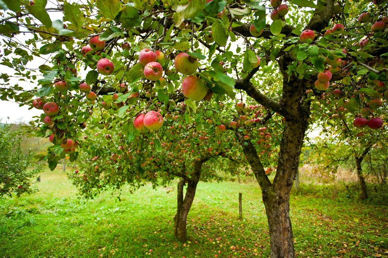 apple orchard with apples in season representing success stories generated from wealthy affiliate that take time to grow