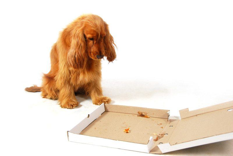 dog looking at empty pizza box representing done for you websites being disappointing 