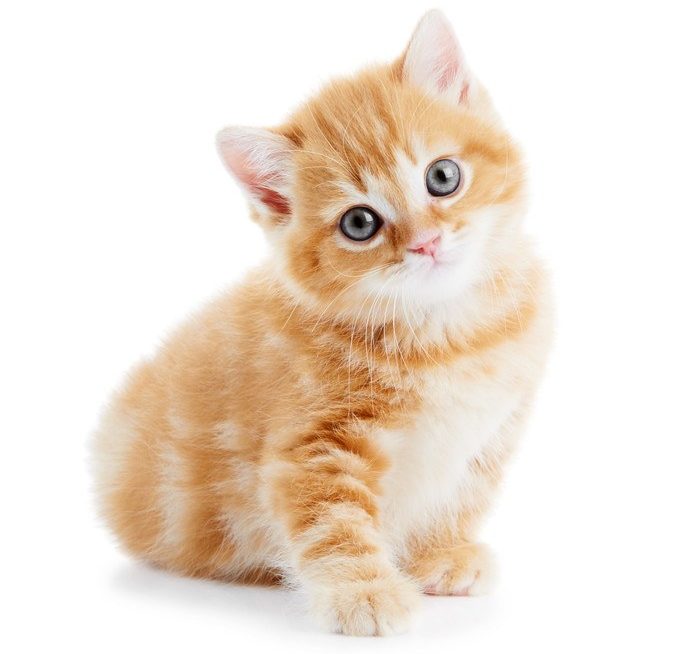 This photo shows an orange kitten sitting against a white background, representing the best cat affiliate programs.