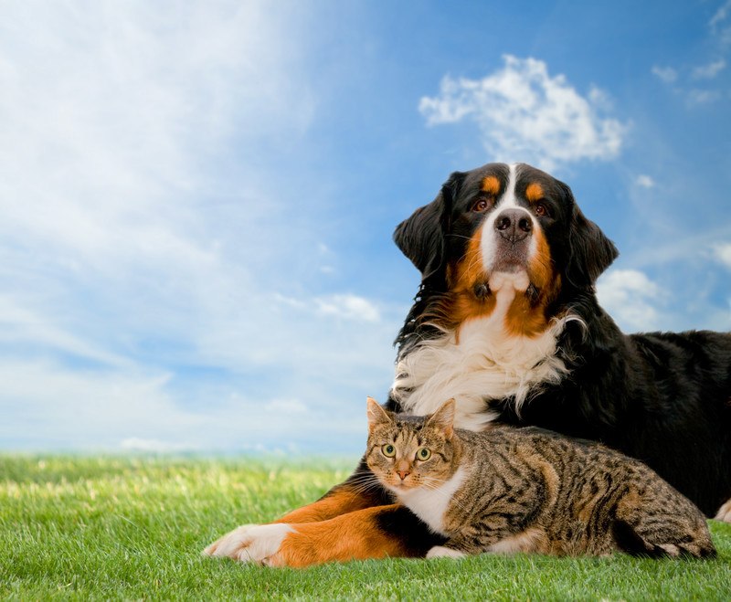 This image is a photo of a black, white, and brown dog and a gray and white cat sitting together on a wide lawn beneath a blue sky with white clouds, representing the best pet insurance affiliate programs.