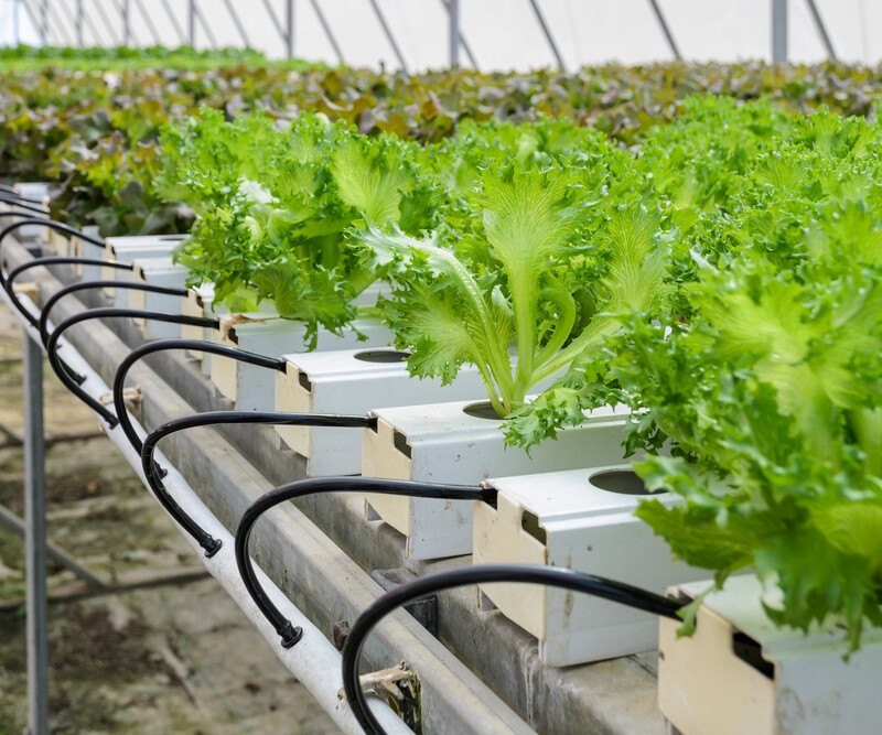 This is an image of an aquaponics system, including leafy greens growing out of rows of white tanks with black hoses attached to the tanks at the end of each row, representing the best aquaponics affiliate programs.