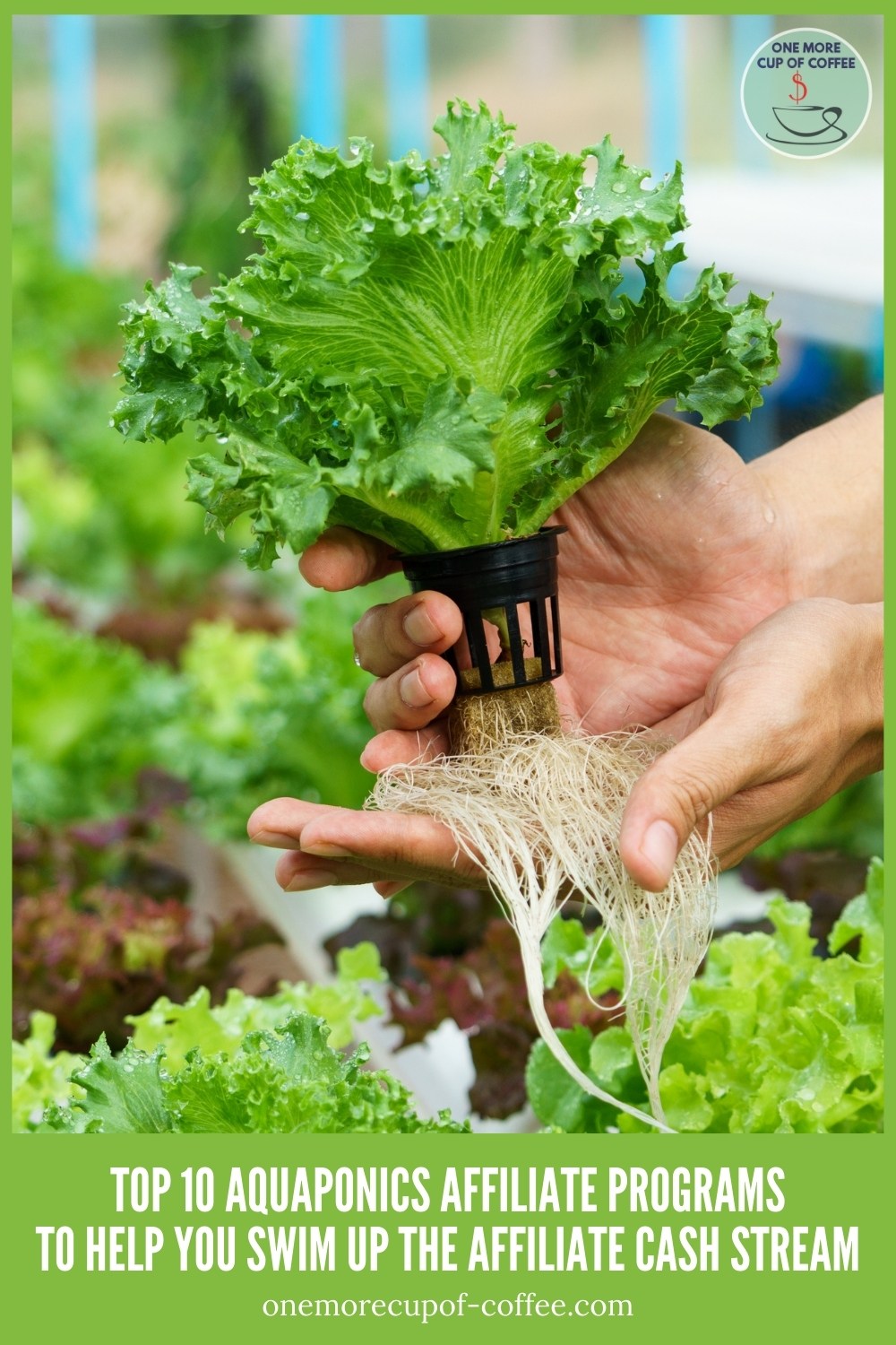 closeup image of a green vegetable in aquaponics, with text at the bottom 