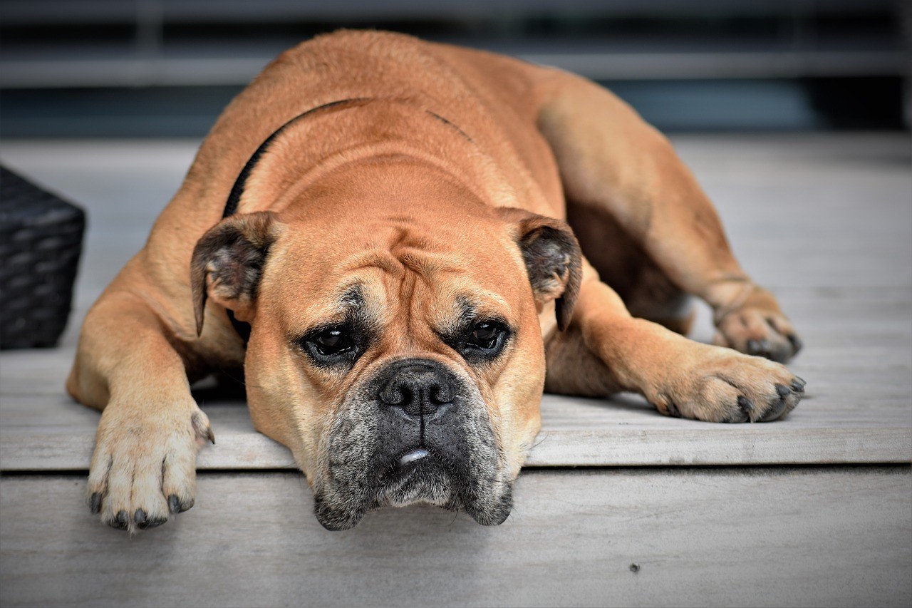 bored dog on steps