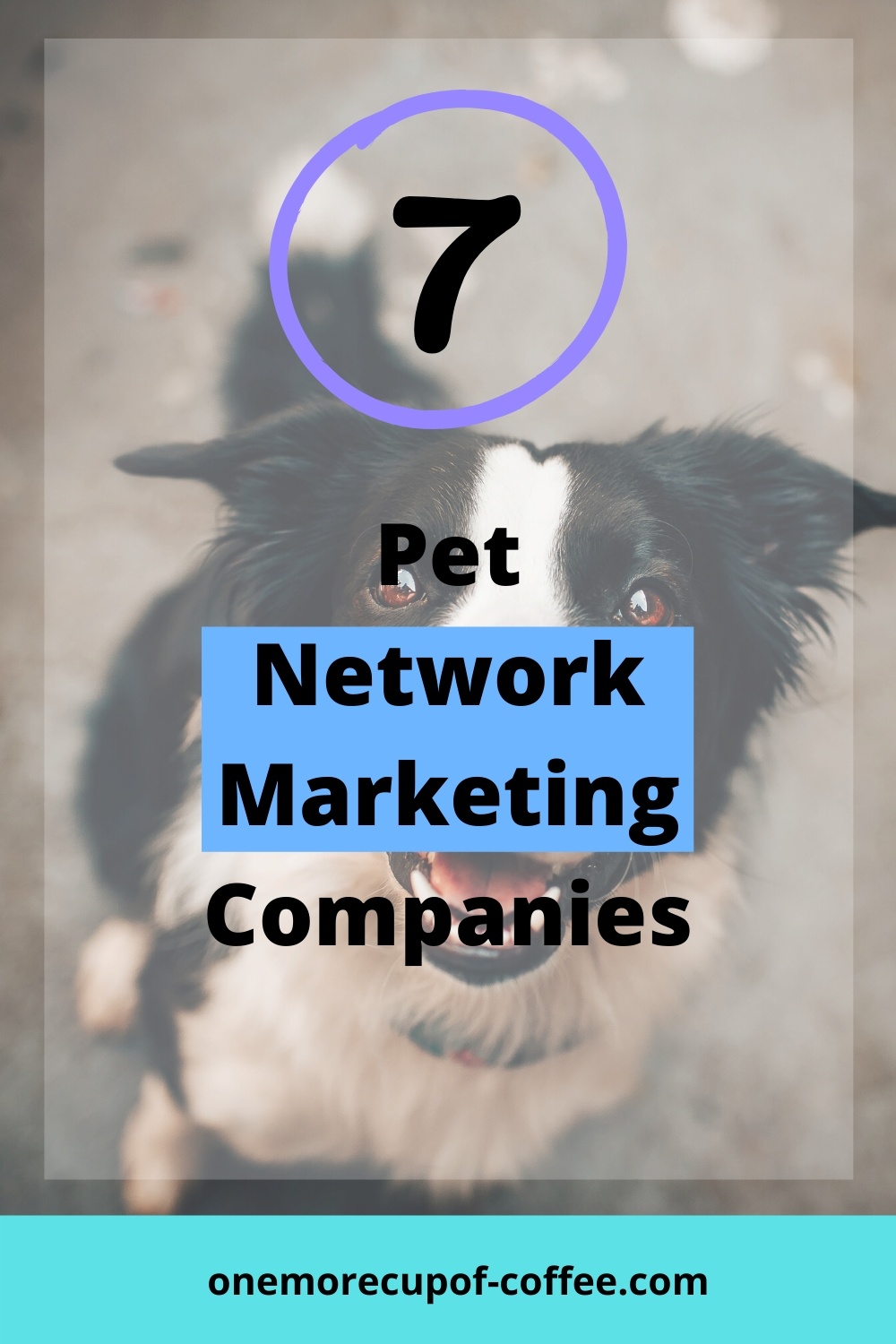 Dog looking up to represent Network Marketing Companies. 