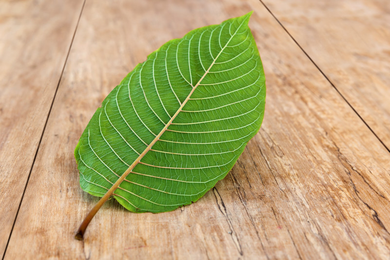 This photo shows a single green Kratom leaf in the middle of a rustic wooden table, representing the best Kratom affiliate programs.