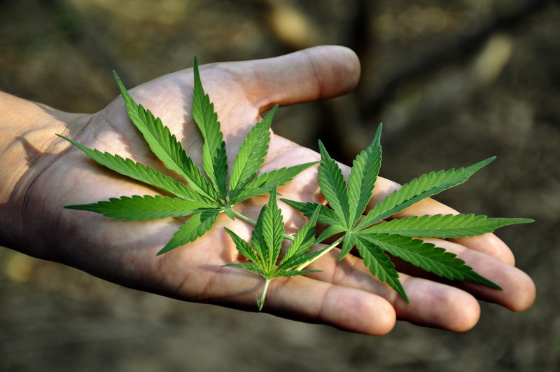 This photo shows a man's extended hand holding marijuana leaves in his open palm, representing the best weed smoking affiliate programs.