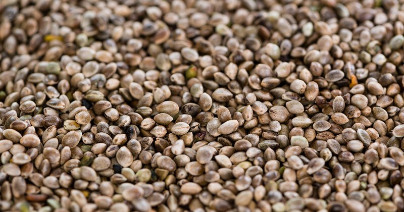 This photo shows a close-up view of bulk marijuana seeds in varying shades of brown, representing the best marijuana seed affiliate programs.