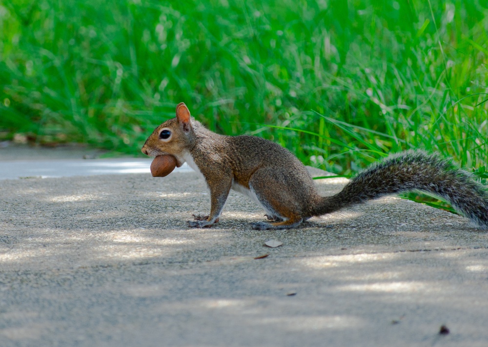 squirrel with acron in mouth on side of road to represent acorns in the rewardable app