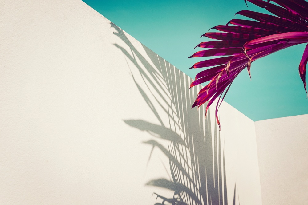 artistic photo of purple palm tree in souther california