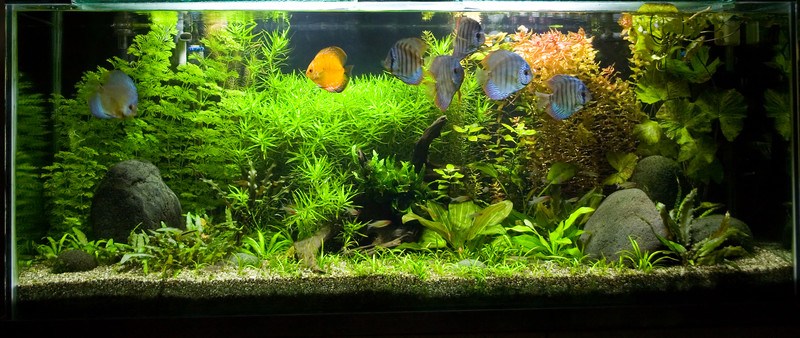 This photo shows six silver and one yellow fish swimming in an indoor aquarium filled with green plants, tan gravel, and gray rocks, representing the best aquarium affiliate programs.