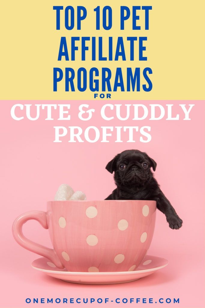 pug in a big pink cup with "Top 10 Pet Affiliate Programs For Cute & Cuddly Profits" text overlay