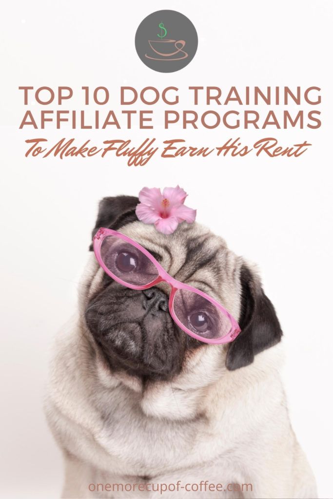 Top 10 Dog Training Affiliate Programs To Make Fluffy Earn His Rent