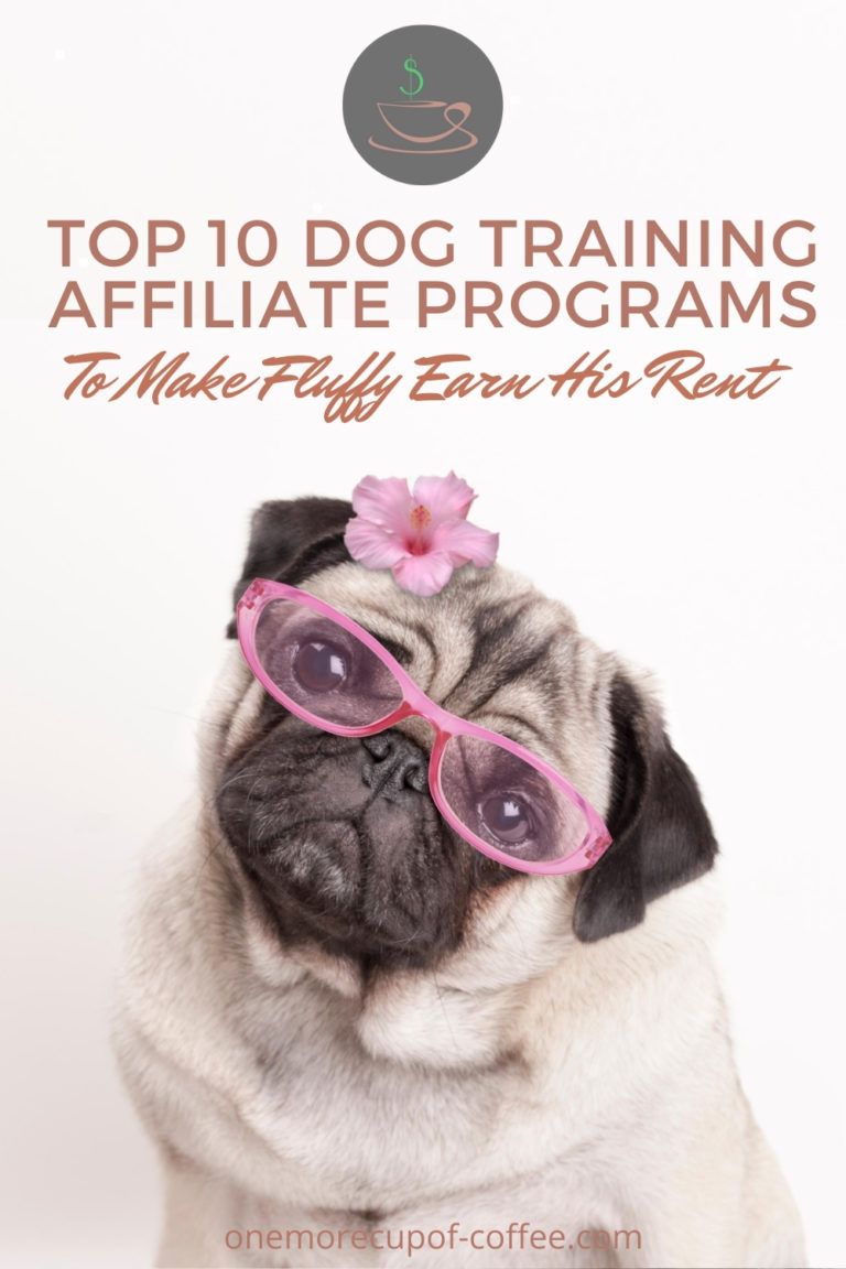 Top 10 Dog Training Affiliate Programs To Make Fluffy Earn His Rent