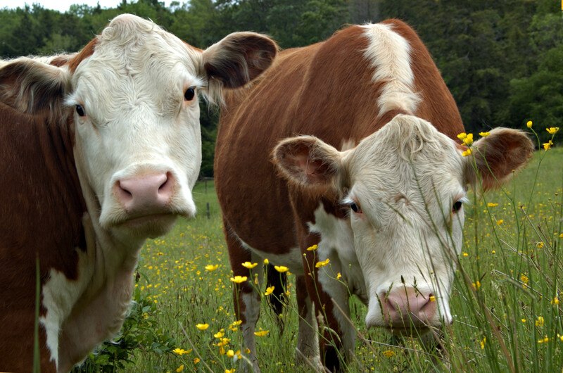 This photo shows two brown and white cows standing in a field of buttercups in front of a row of green leafy trees, representing the best livestock affiliate programs.