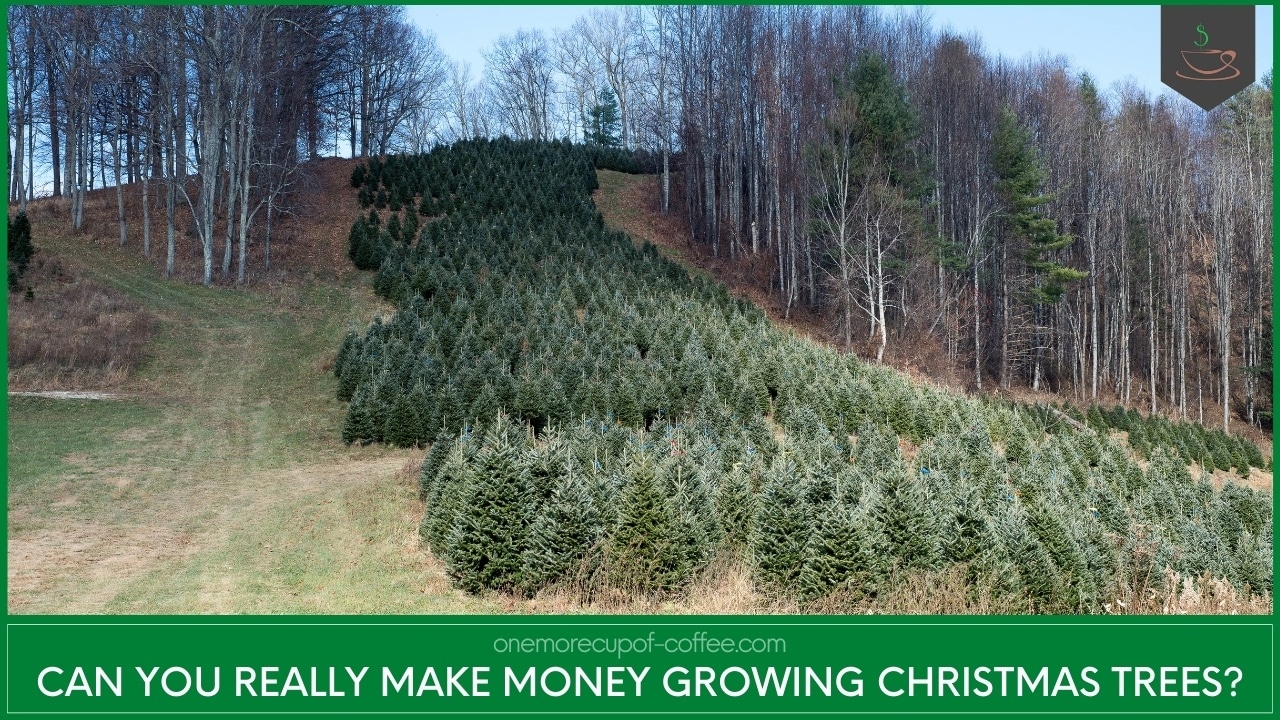 Can You Really Make Money Growing Christmas Trees? One More Cup of Coffee