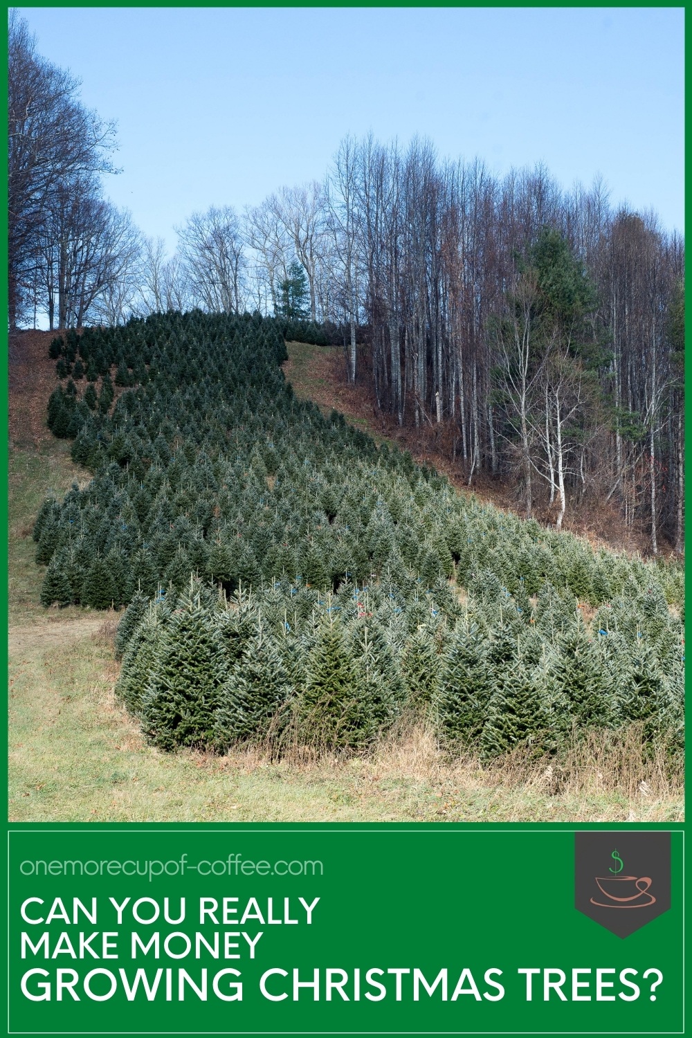 acreage full of live Christmas trees, with text at the bottom in green background "Can You Really Make Money Growing Christmas Trees?"