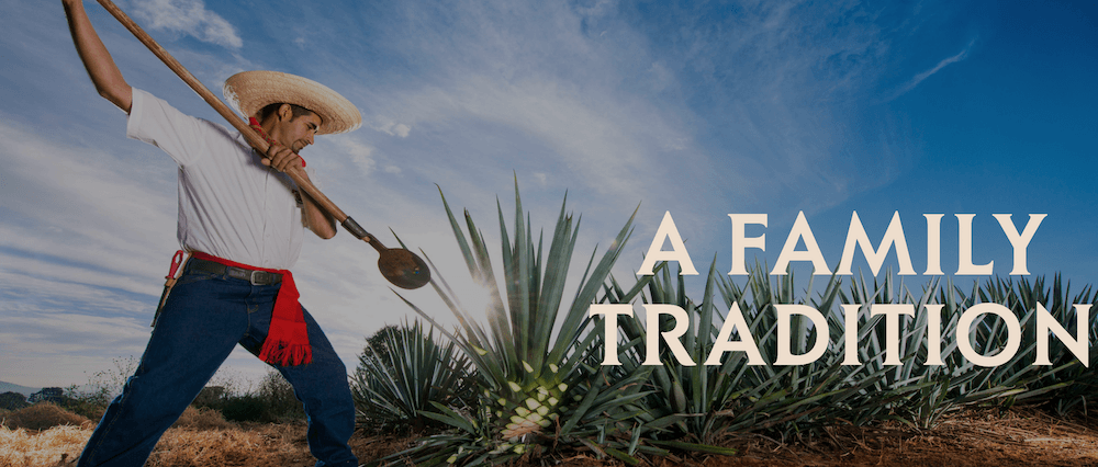 A man cuts blue agave in a field.