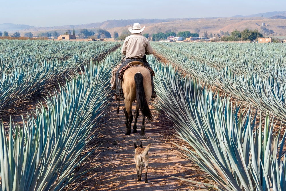 A jimador on a horse inspeacts rows of blue agave while his dog trots behind. 