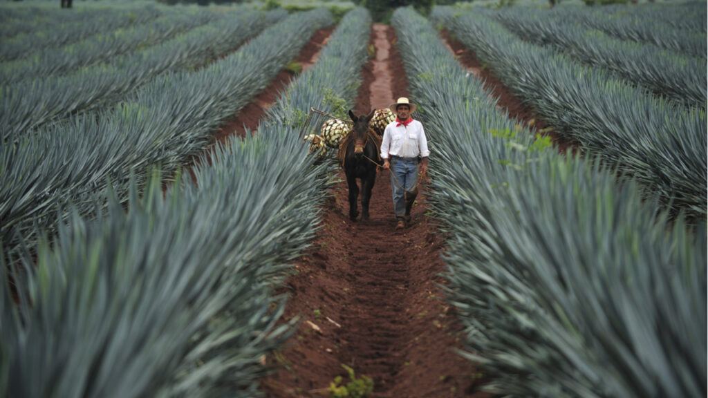 A man and his burro walk through a field of blue agave.