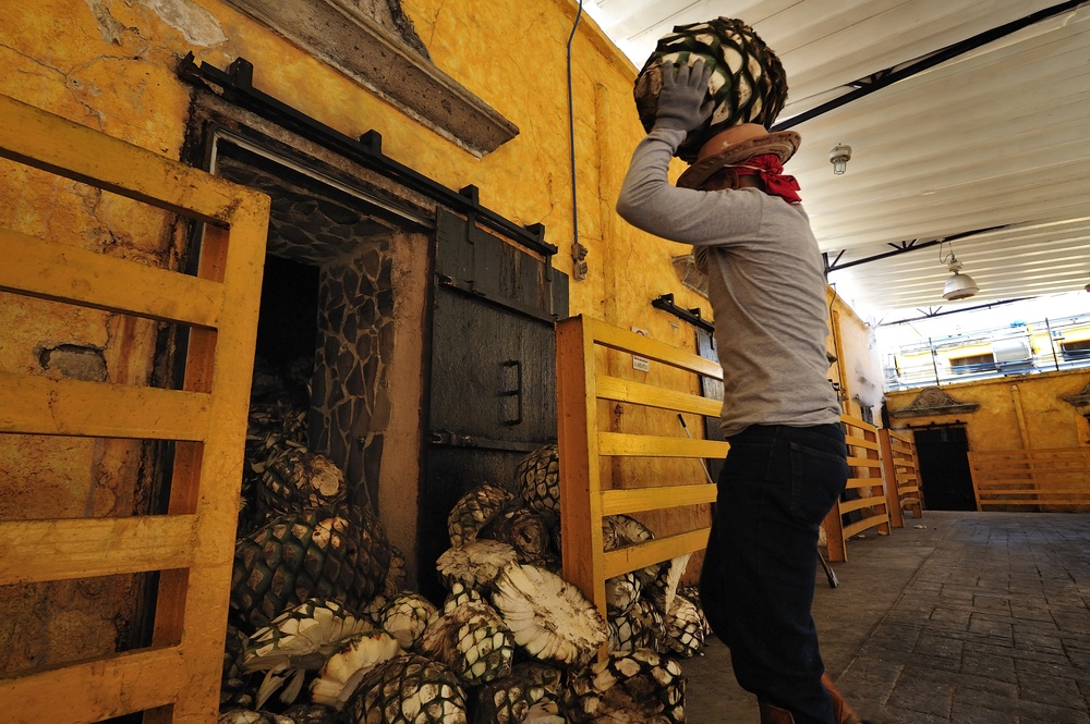 workers in mexico loading agave into brick oven to make tequila