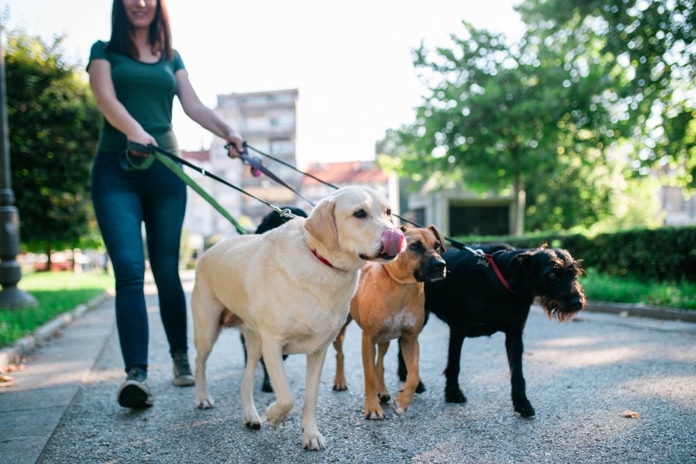 Dog walker with several dogs