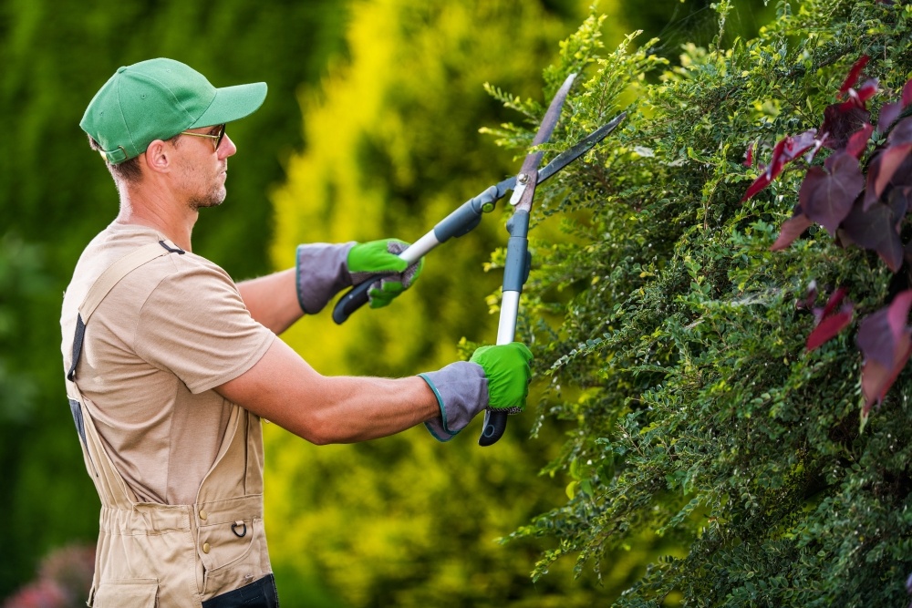 Landscaper working on bushes